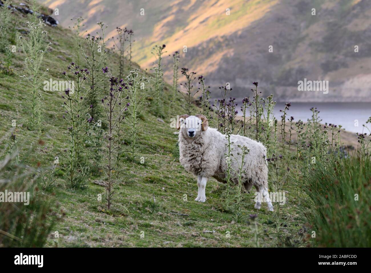 A single Ram, looking at the camera, in the natural landscape of mid Wales, UK. The hillside has multiple thistles growing Stock Photo