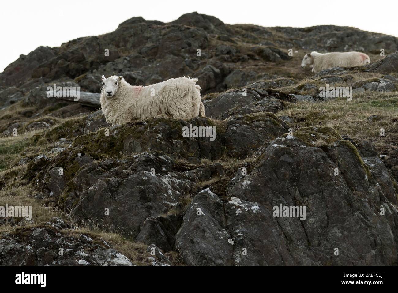 Sheep, grazing on a rocky mountainside, in the Elan Valley, mid Wales, UK Stock Photo