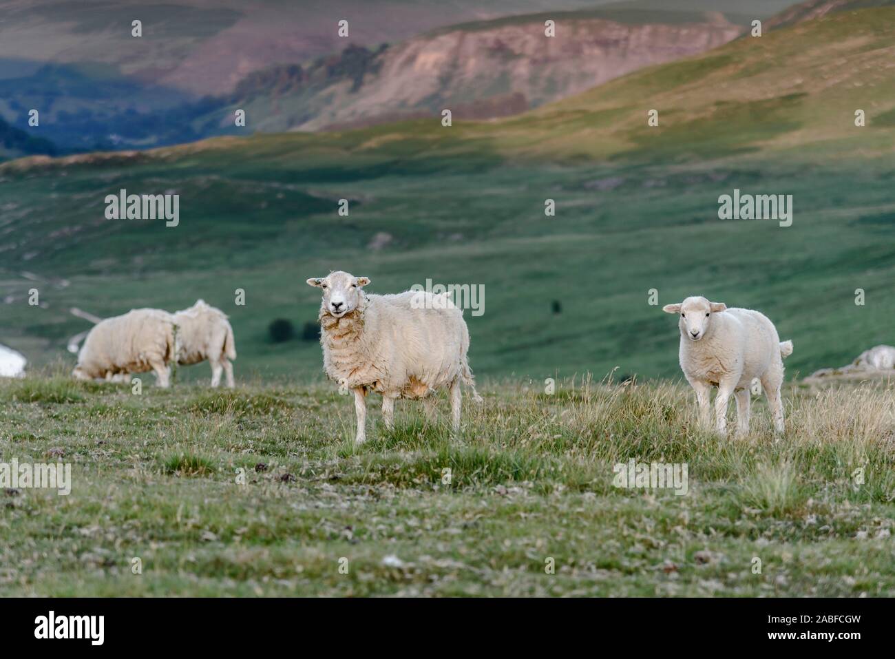 Sheep grazing in the natural landscape of mid Wales, UK. Stock Photo