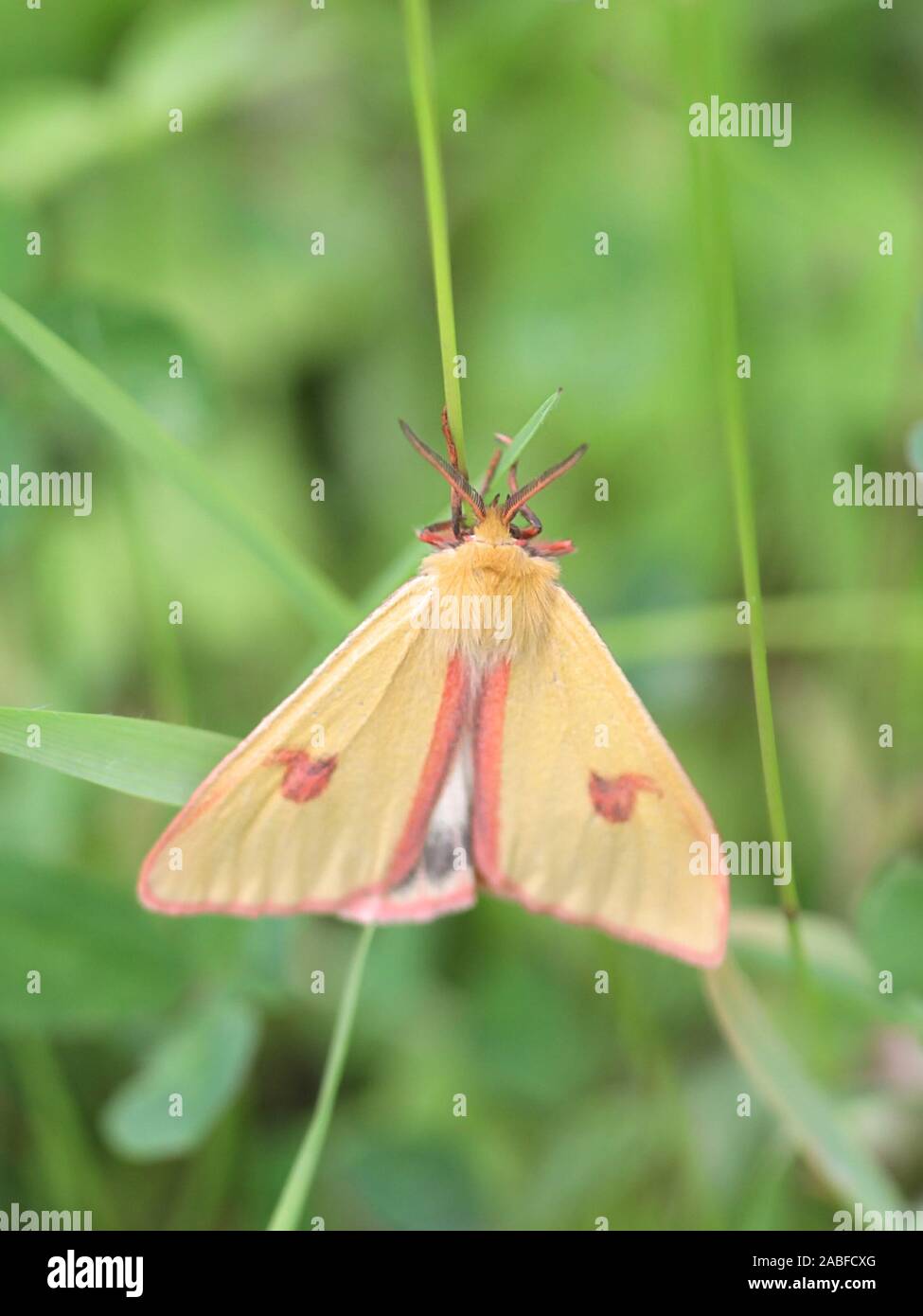 Diacrisia sannio, known as the clouded buff, a moth from Finland Stock Photo