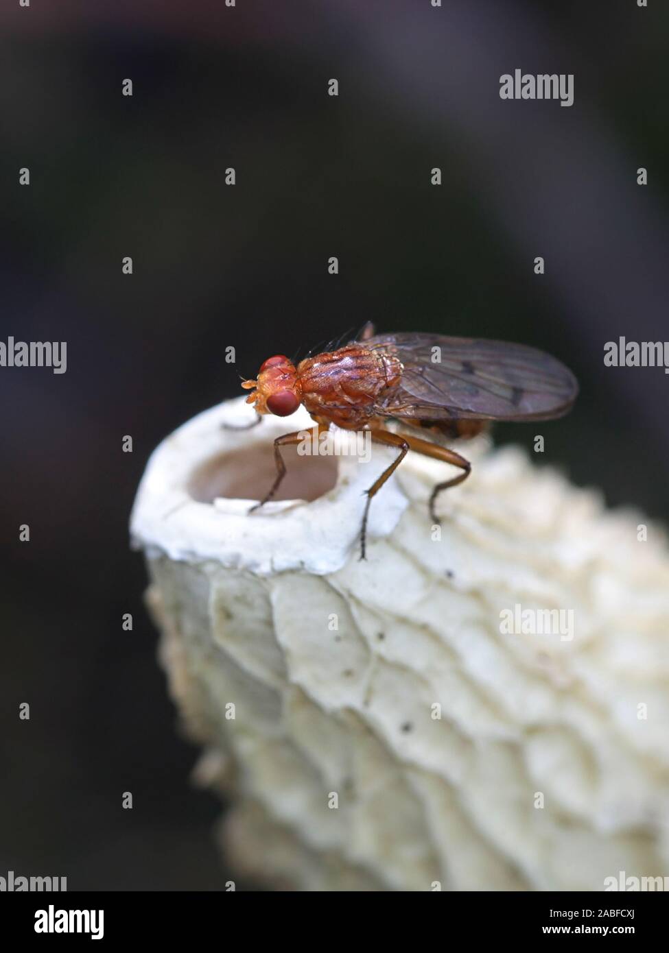 Snailkiller fly, Tetanocera phyllophora, feeding on common stinkhorn fungus, Phallus impudicus Stock Photo