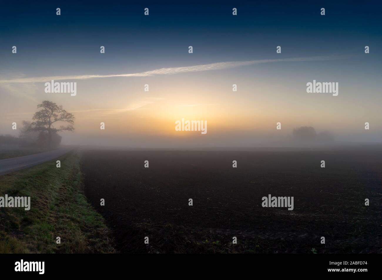 Early morning landscape with sunrise on the field. Distant tree ...