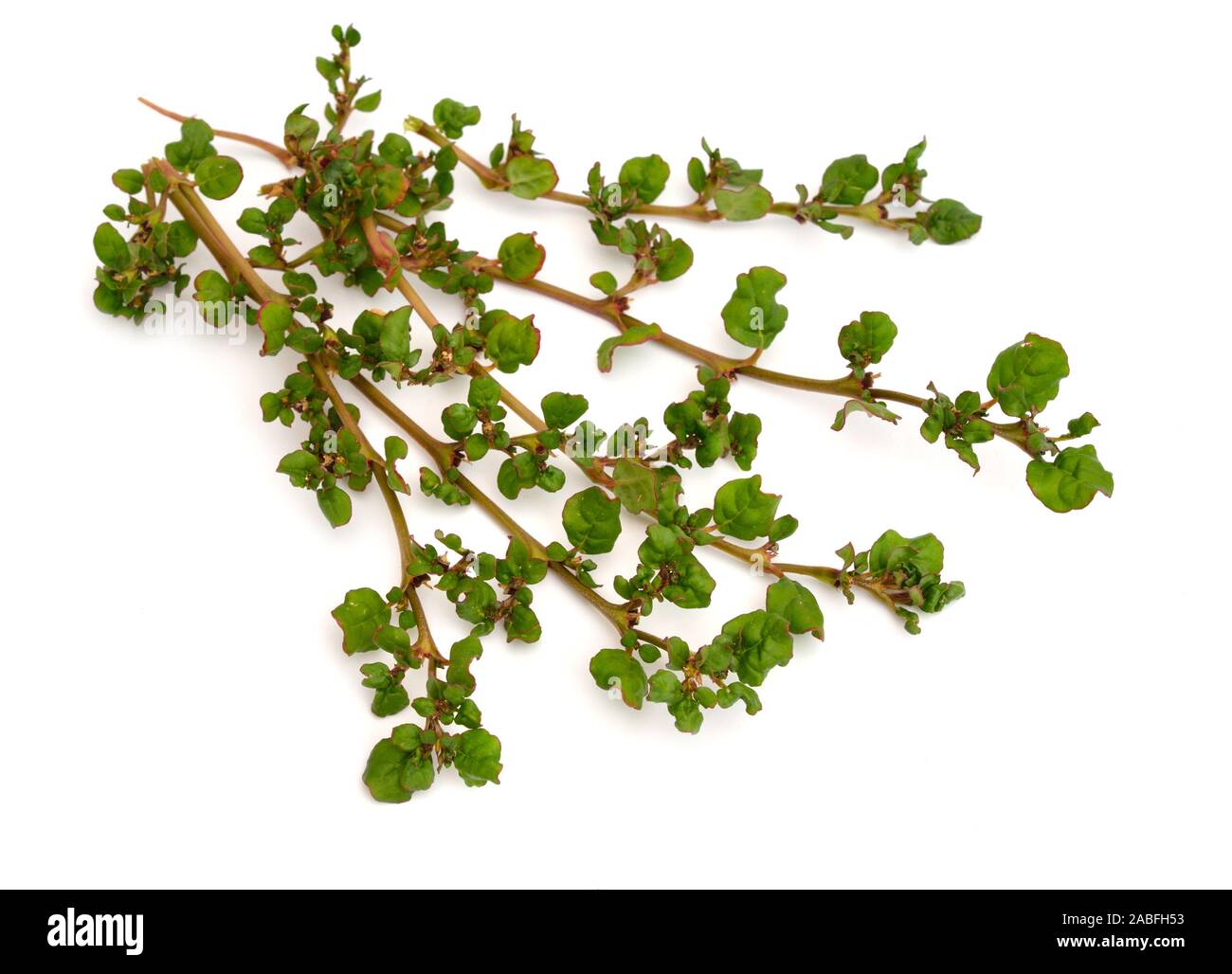 Corchorus depressus, commonly known as Baphuli. Isolated on white background Stock Photo