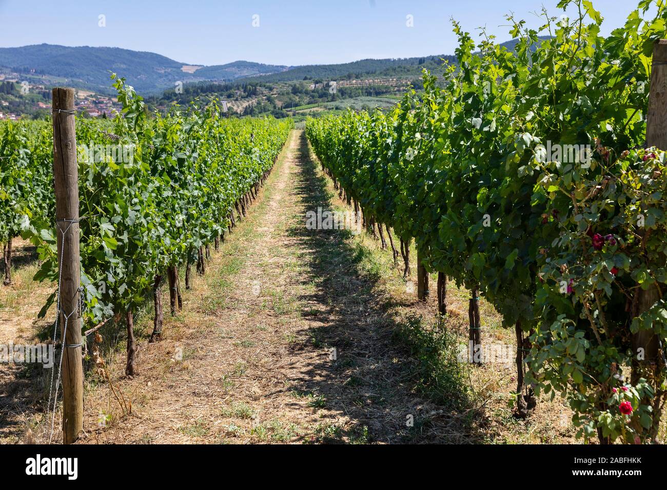 Tuscan vineyard, Greve in Chianti, Tuscany, Italy Stock Photo