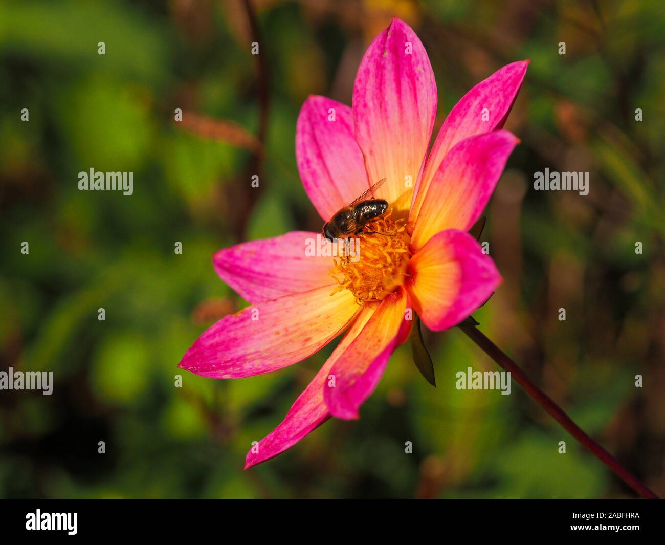 Pretty single Dahlia flower with pink and yellow petals and a honey bee in an autumn garden Stock Photo