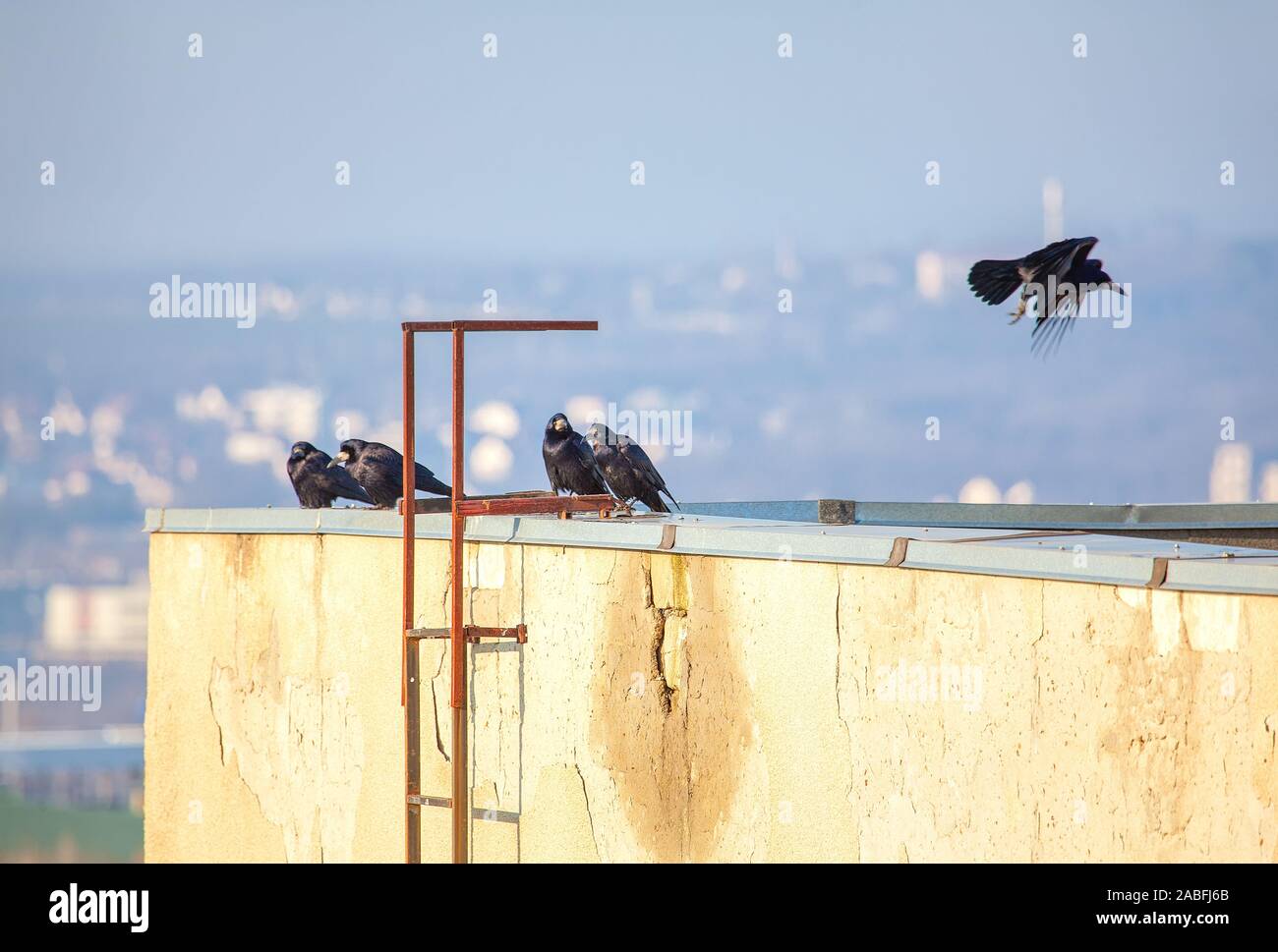 black crows on the roof edge Stock Photo Alamy