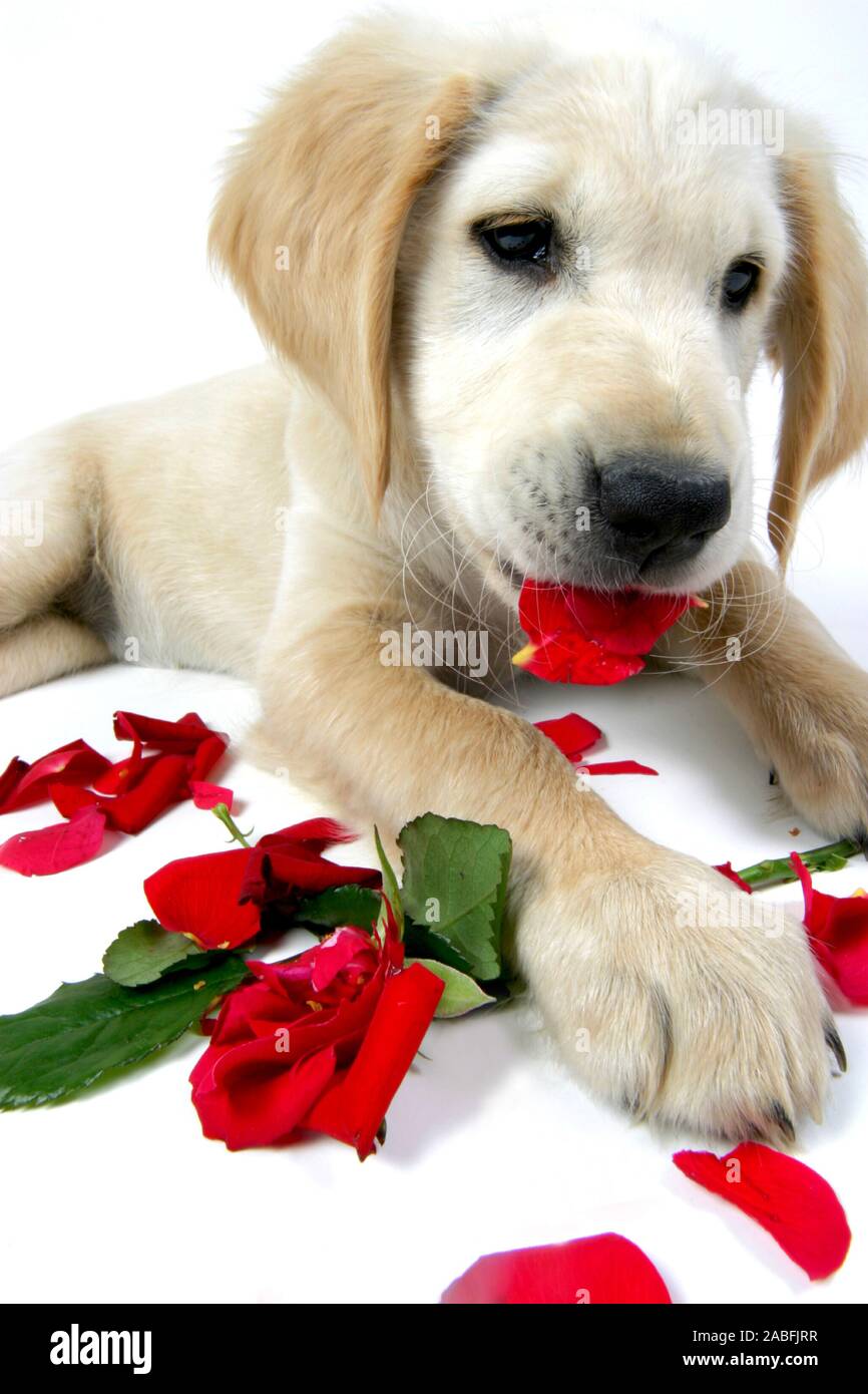 Golden Retriever (Canis lupus f. familiaris), Welpe zerrupft rote Rose. | Golden Retriever (Canis lupus f. familiaris), whelp picking red rose to piec Stock Photo