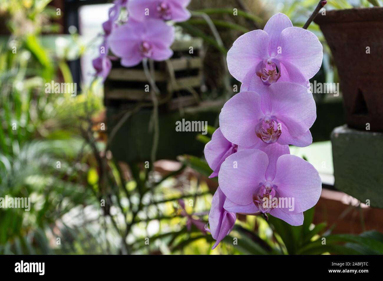 Phalaenopsis or Moth dendrobium Orchid flower. Purple Orchids Isolated on blur background. butterfly orchids. Closeup of Purple phalaenopsis orchid. Stock Photo
