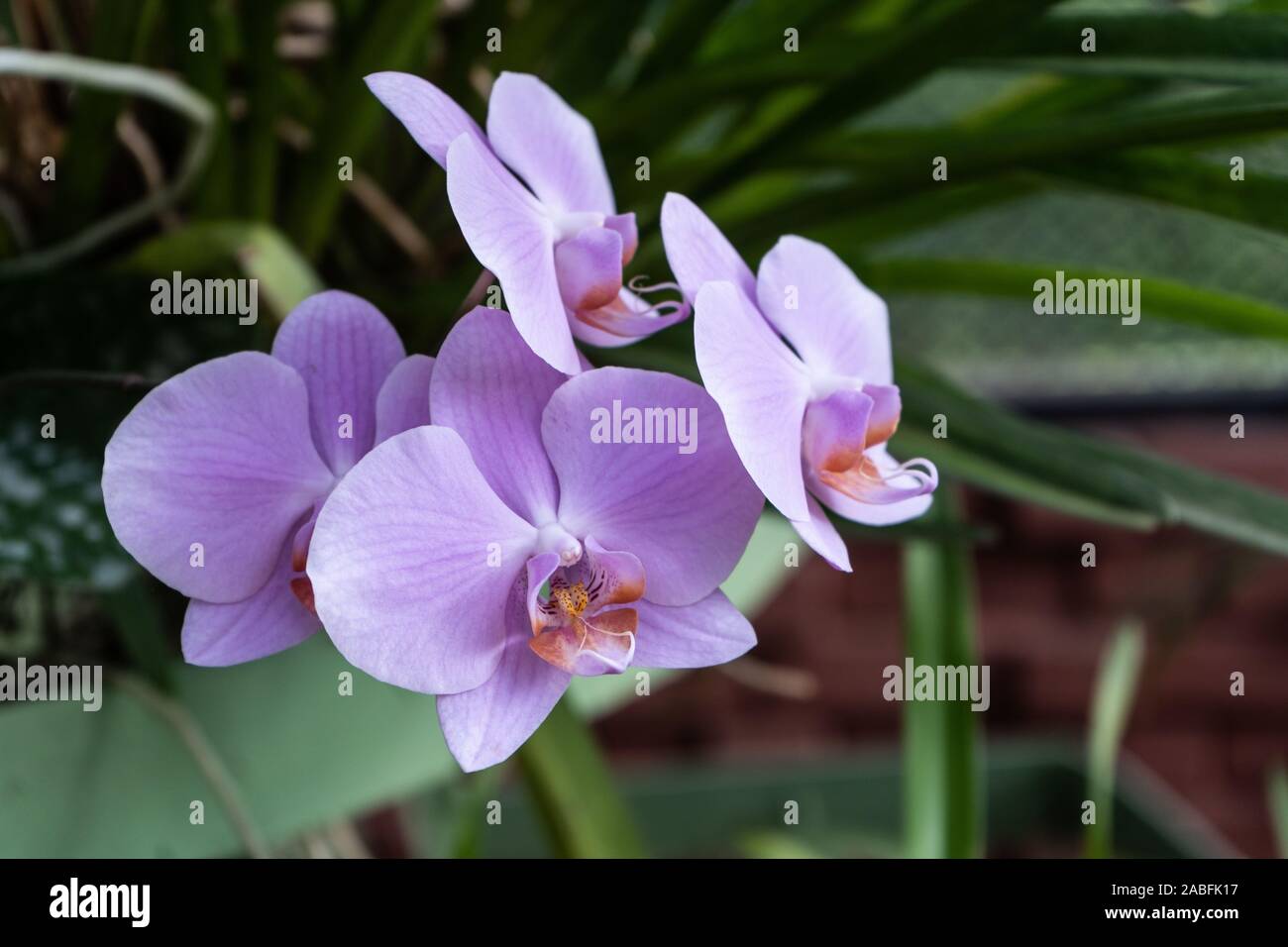 Phalaenopsis or Moth dendrobium Orchid flower. Purple Orchids Isolated on blur background. butterfly orchids. Closeup of Purple phalaenopsis orchid. Stock Photo