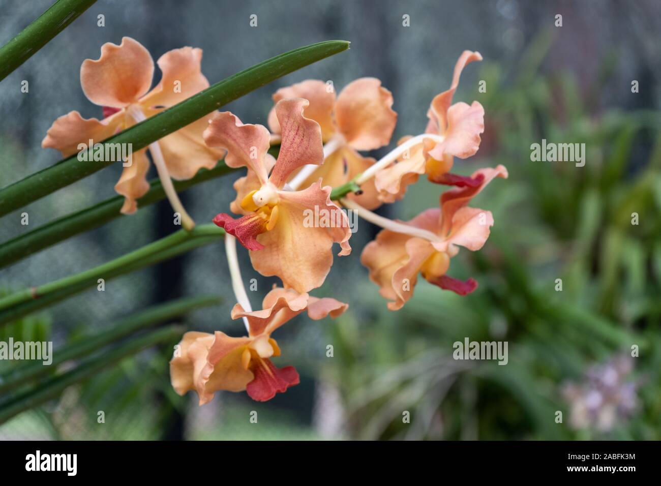 Orange vanda orchids in the garden. Queen of vanda orchids Stock Photo