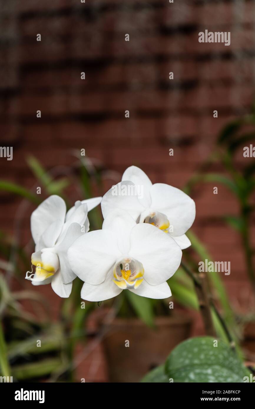 Phalaenopsis or Moth dendrobium Orchid flower. White Orchids Isolated on blur background. butterfly orchids. Closeup of White phalaenopsis orchid. Stock Photo