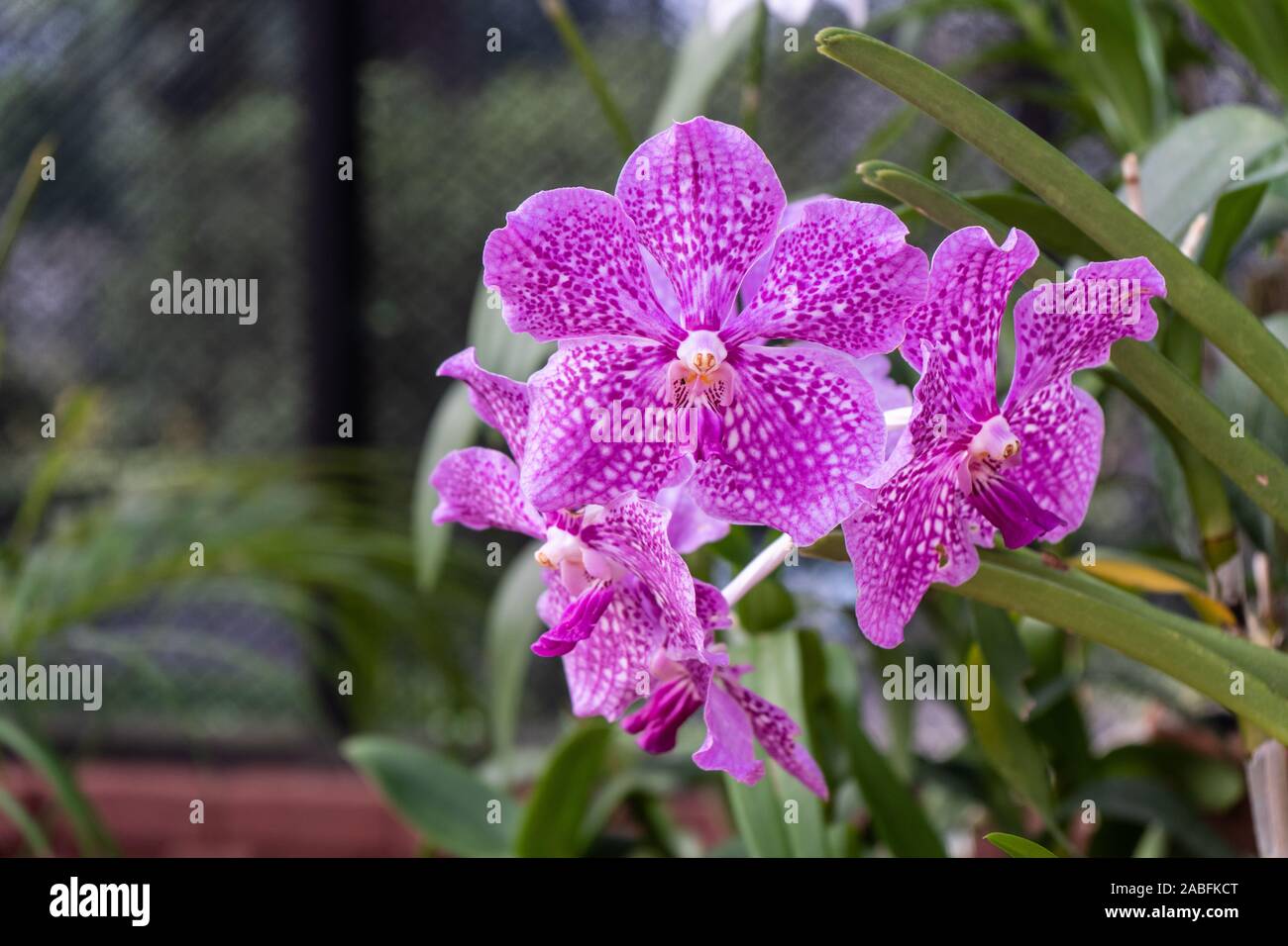 Blossom vanda orchids in the garden. Queen of vanda orchids Stock Photo