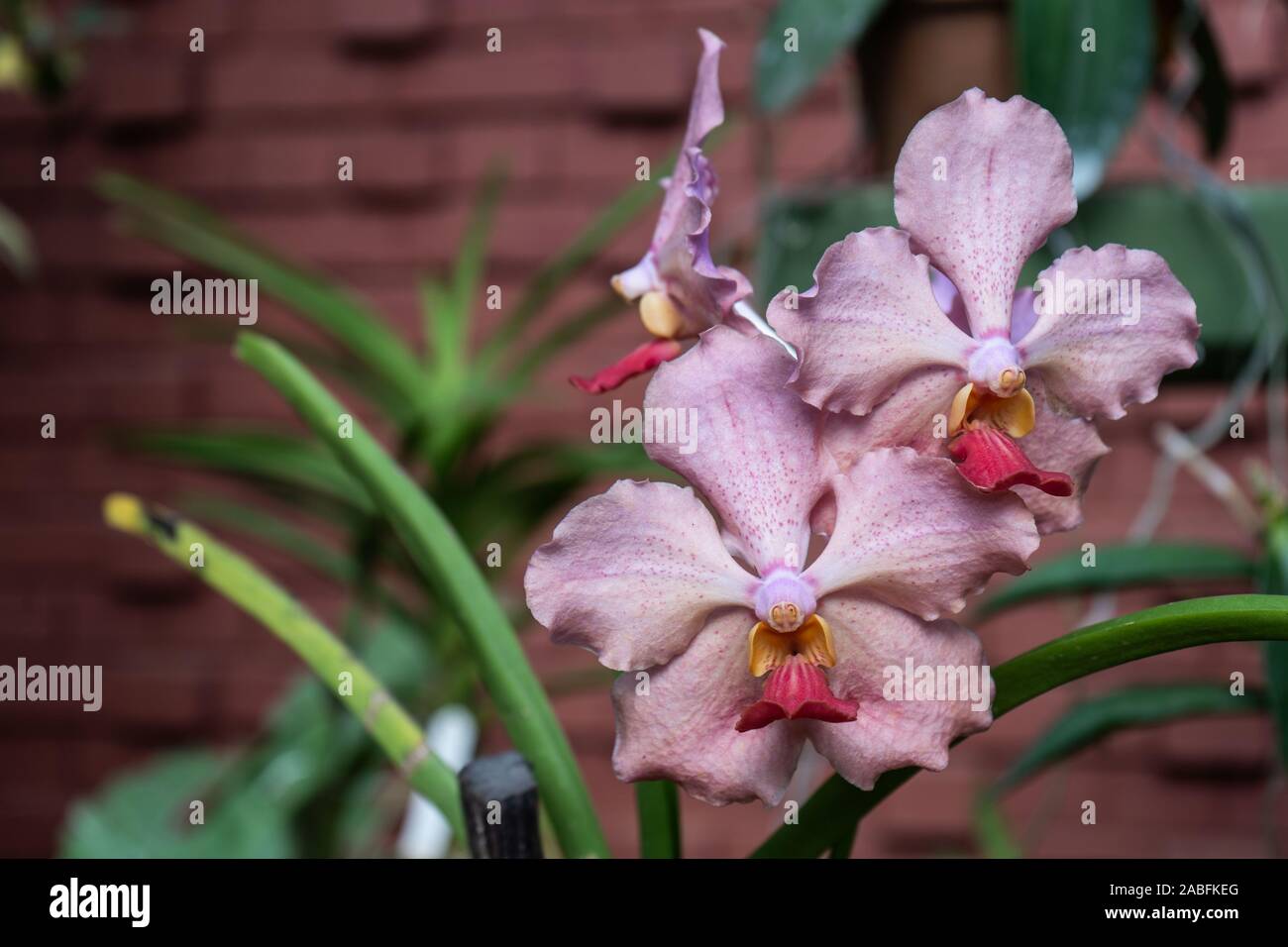 Pink vanda orchids in the garden. Queen of vanda orchids Stock Photo