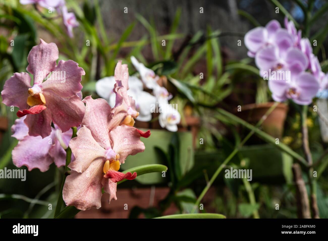 Pink vanda orchids in the botanical garden. Queen of vanda orchids Stock Photo