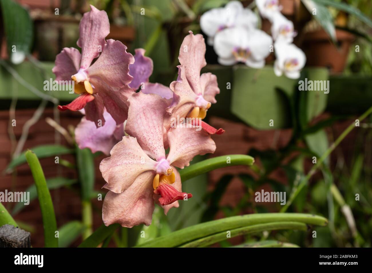 Pink vanda orchids in the botanical garden. Queen of vanda orchids Stock Photo