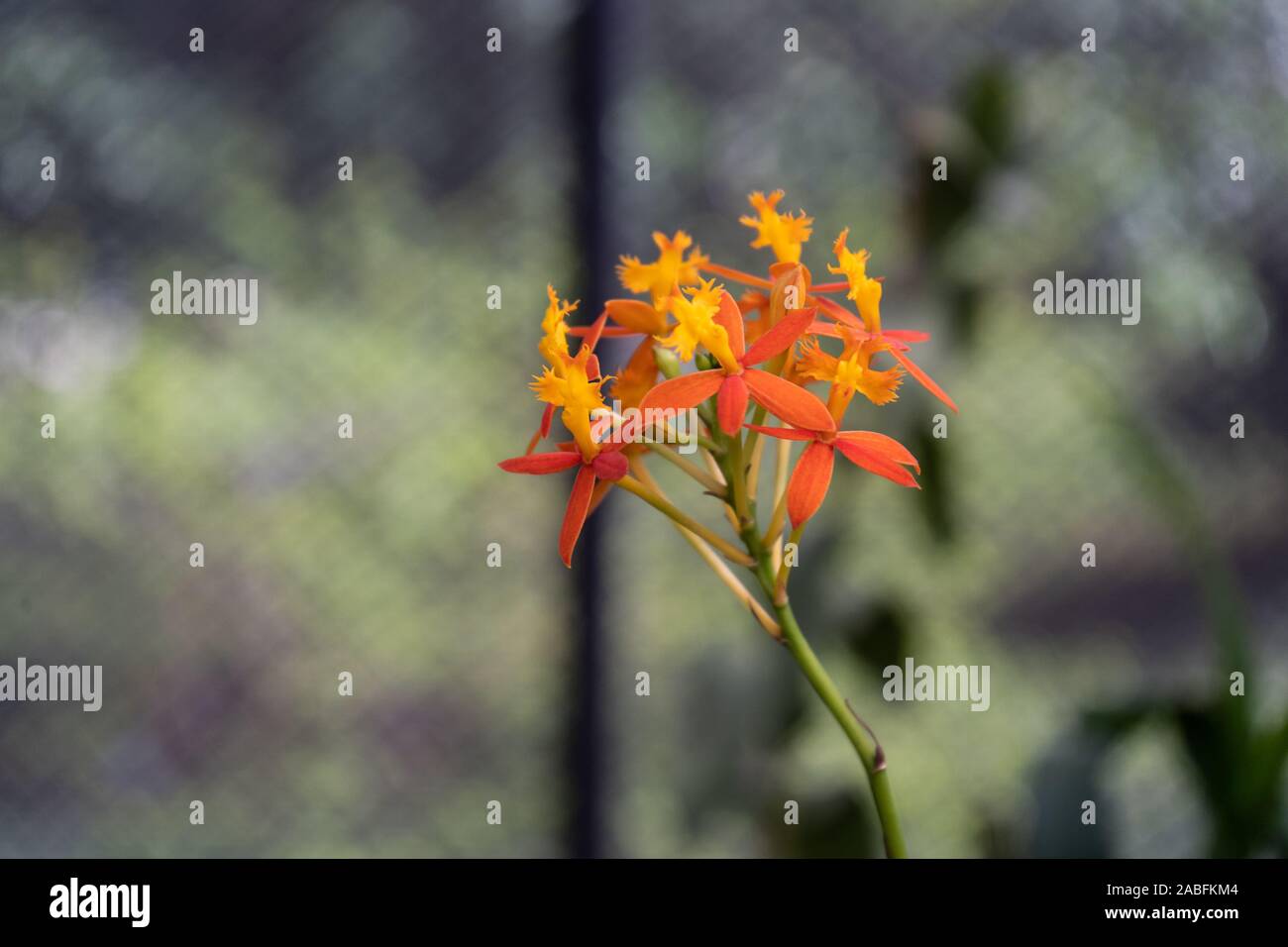 A stem of fire-star orchid growing in the garden. Also known as Epidendrum radicans, rainbow orchid, reed-stem epidendrum, crucifix orchid. Stock Photo