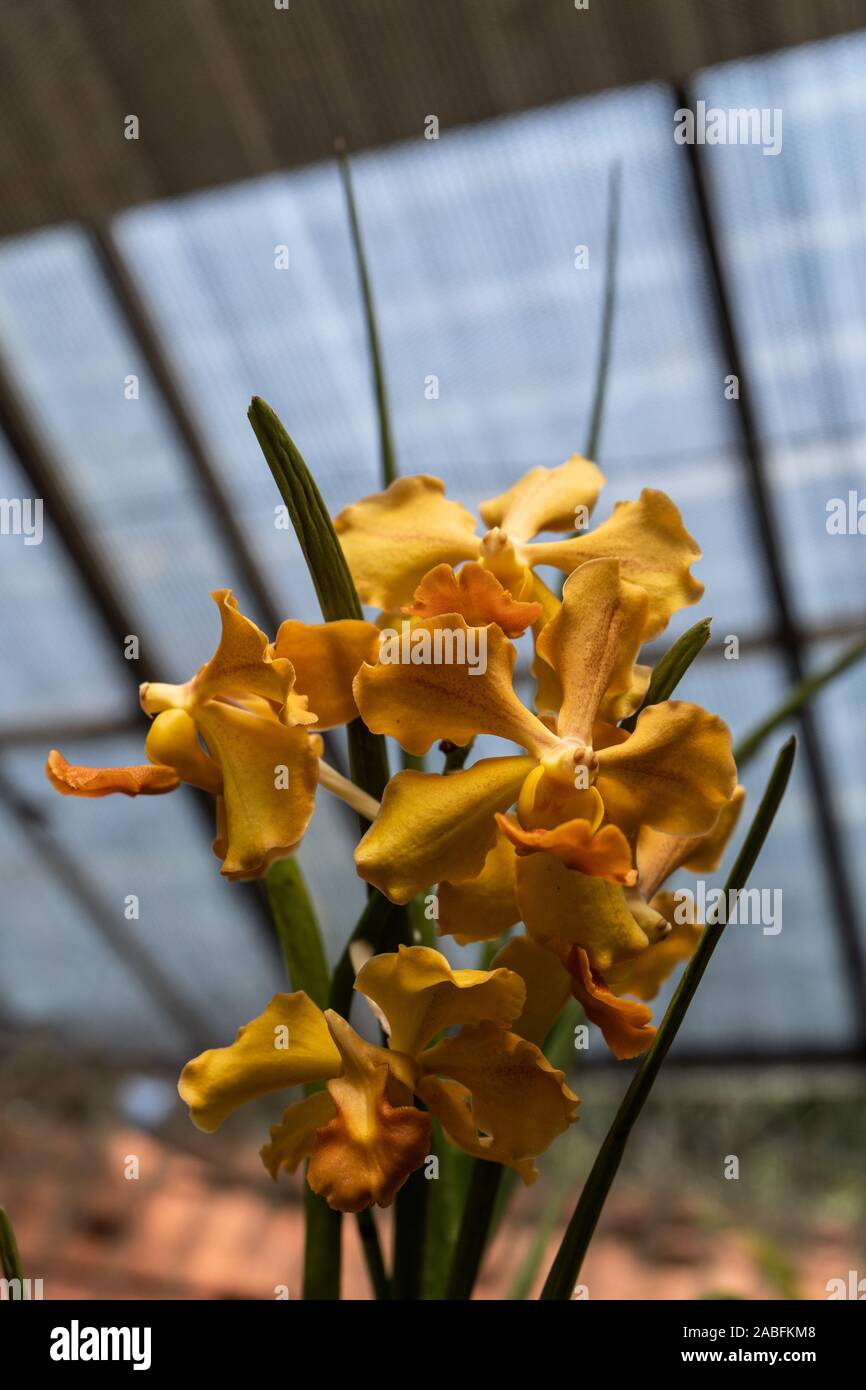 Orange vanda orchids in the botanical garden. Queen of vanda orchids Stock Photo