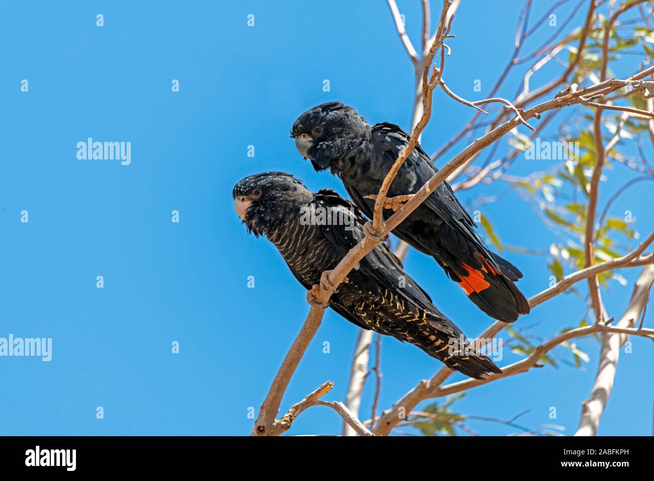 Red Tailed Black Cockatoo Calyptorhynchus Banksii Hwy 4 West Of