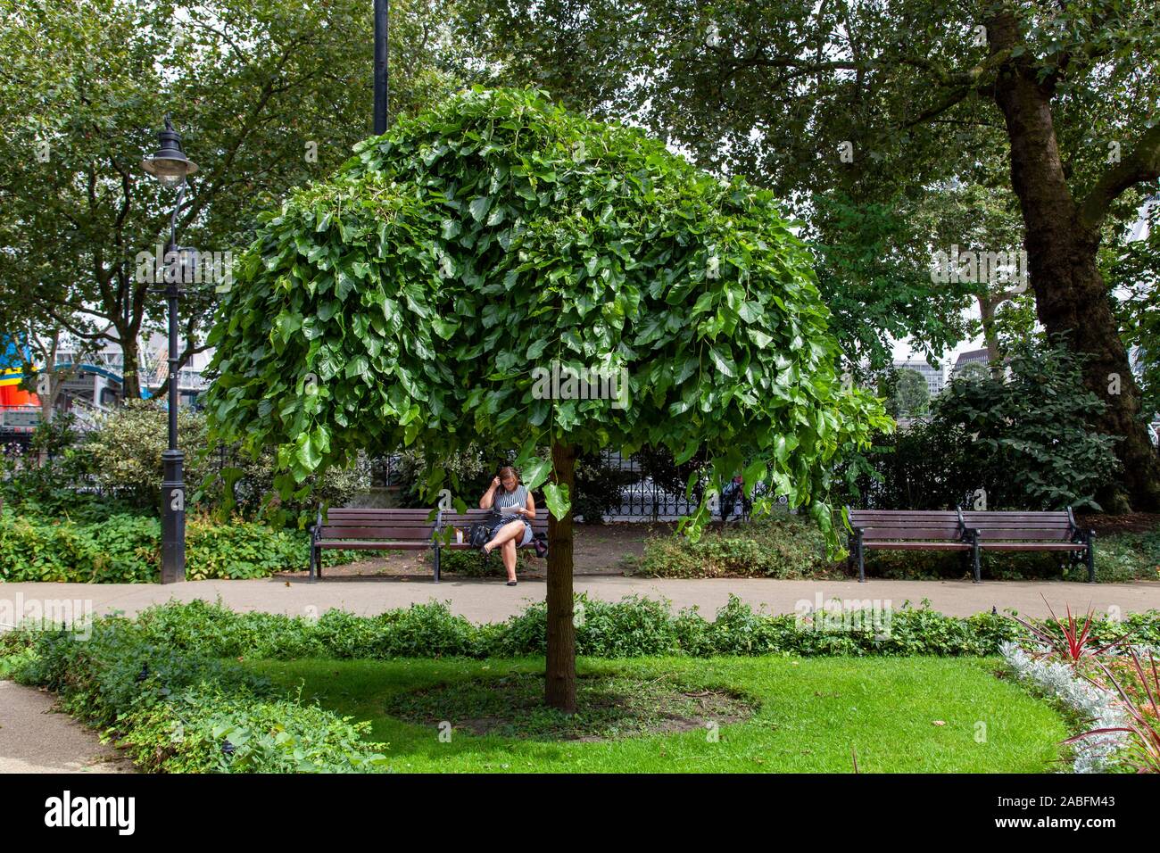 Weeping white mulberry (Morus alba 'Pendula'), Embankment Gardens, Westminster, London UK Stock Photo