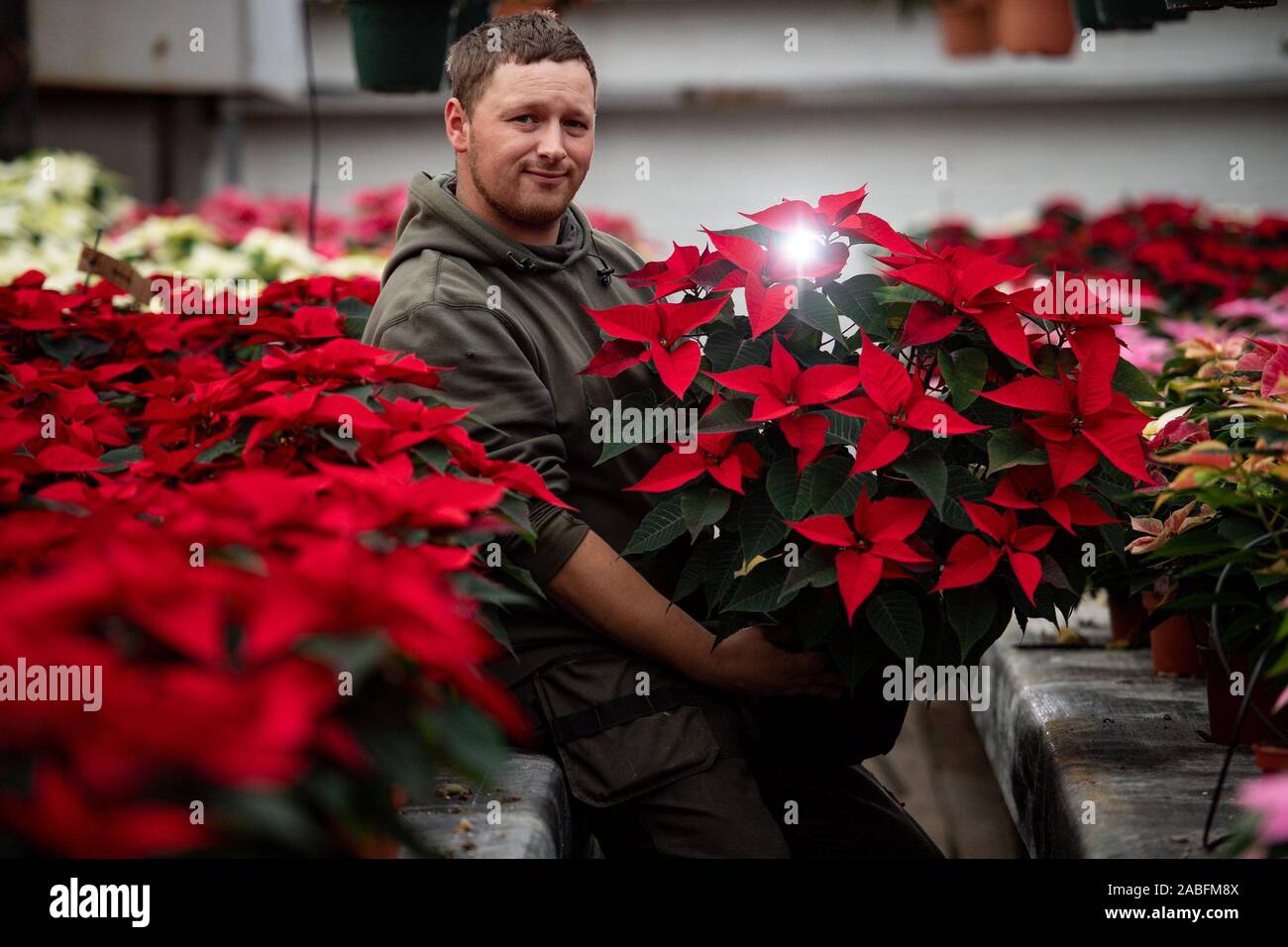 Thomas Walker, a fourth-generation nurseryman, checks some of the 23 different coloured varieties of Poinsettia plants on show at Meynell Langley Gardens in Ashbourne, Derbyshire. Stock Photo