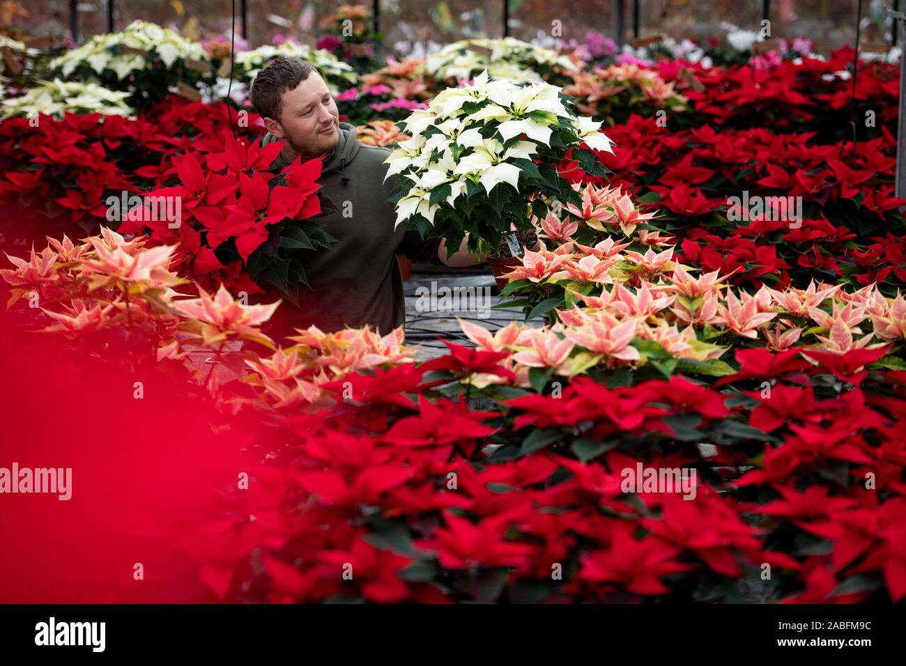 Thomas Walker, a fourth-generation nurseryman, checks some of the 23 different coloured varieties of Poinsettia plants on show at Meynell Langley Gardens in Ashbourne, Derbyshire. Stock Photo
