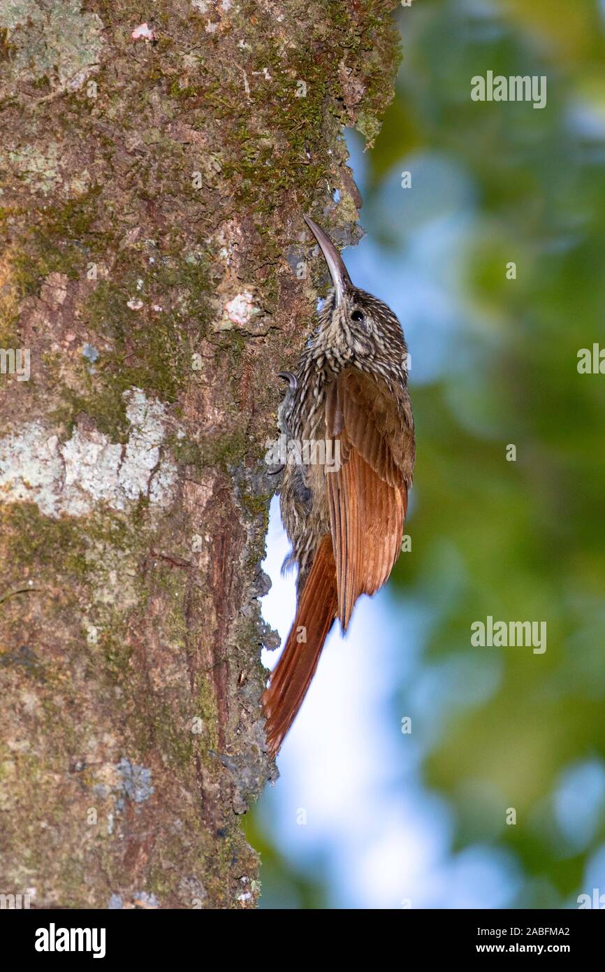 Spot-crowned Woodcreeper  Lepidocolaptes affinis Monteverde, Costa Rica 11 March 2019       Adult       Furnariidae Stock Photo
