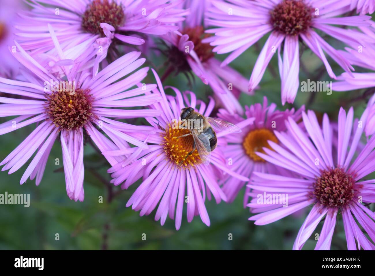 bee on purple aster flower Stock Photo Alamy