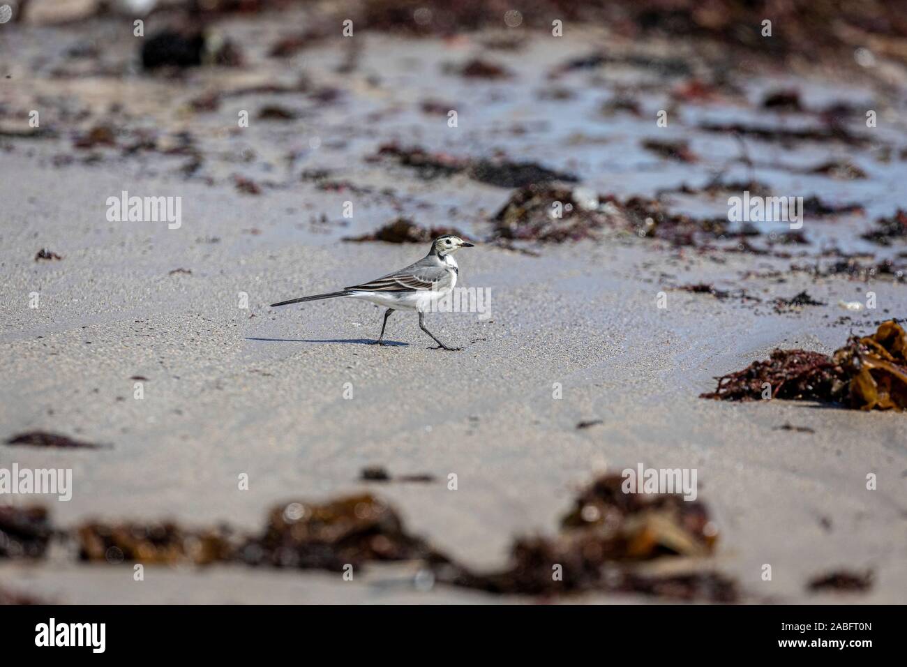 Sea Birds on the beach at Peniche, Portugal feeding off sea weed debris broken up by the surf Stock Photo