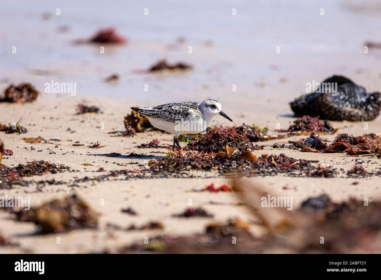 Sea Birds on the beach at Peniche, Portugal feeding off sea weed debris broken up by the surf Stock Photo
