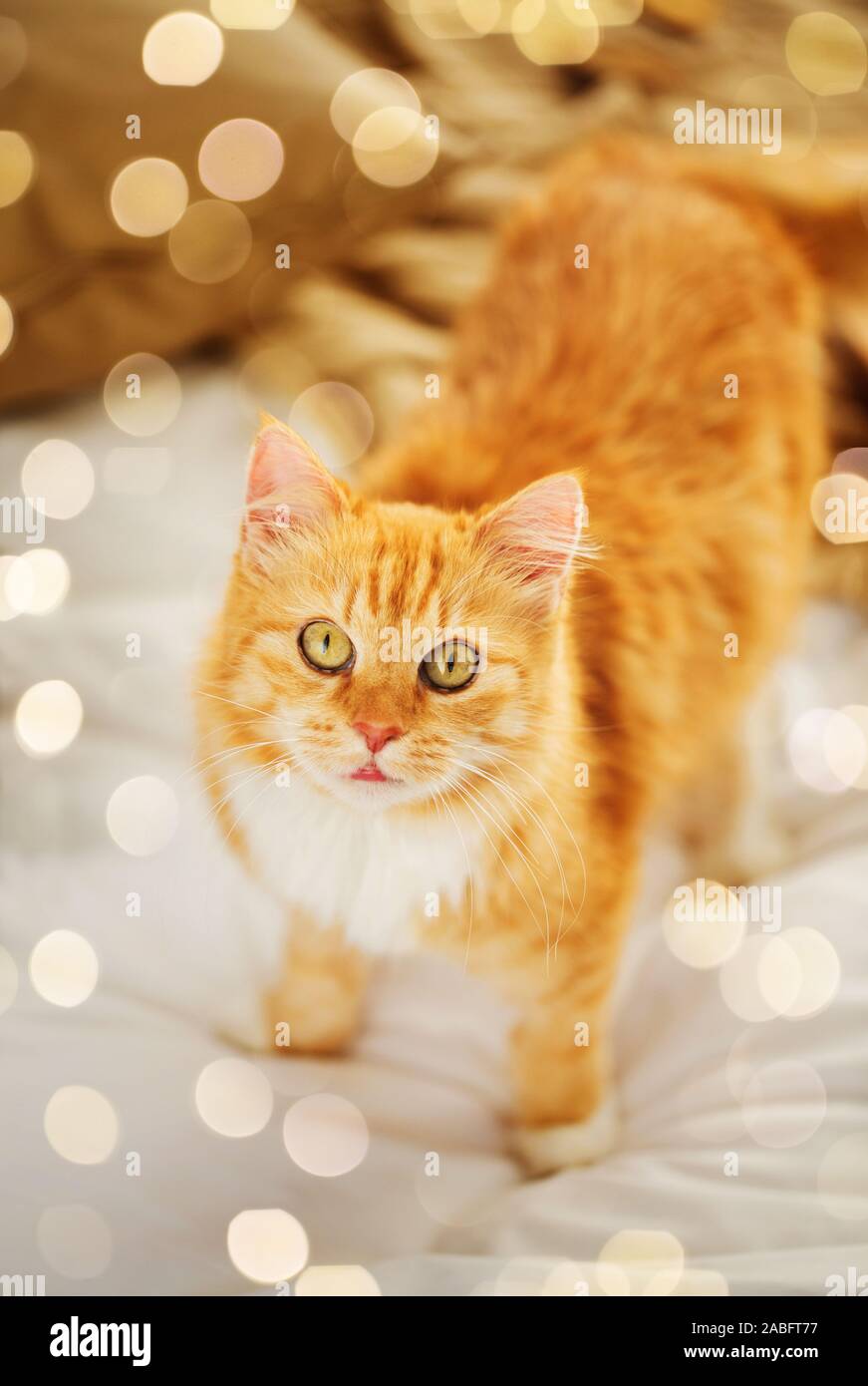 red tabby cat in home bed Stock Photo - Alamy