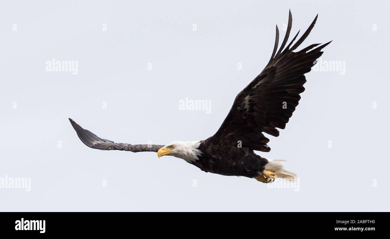 Canada flying bald eagle hi-res stock photography and images - Alamy