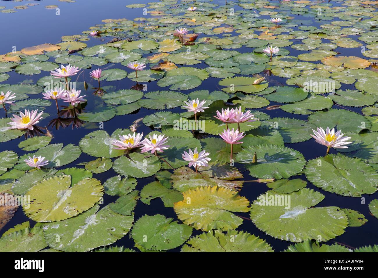 Water area planted with aquatic plants. In the morning sun blooms a number of white water lilies on the surface of the pond. Nymphaea alba. Stock Photo