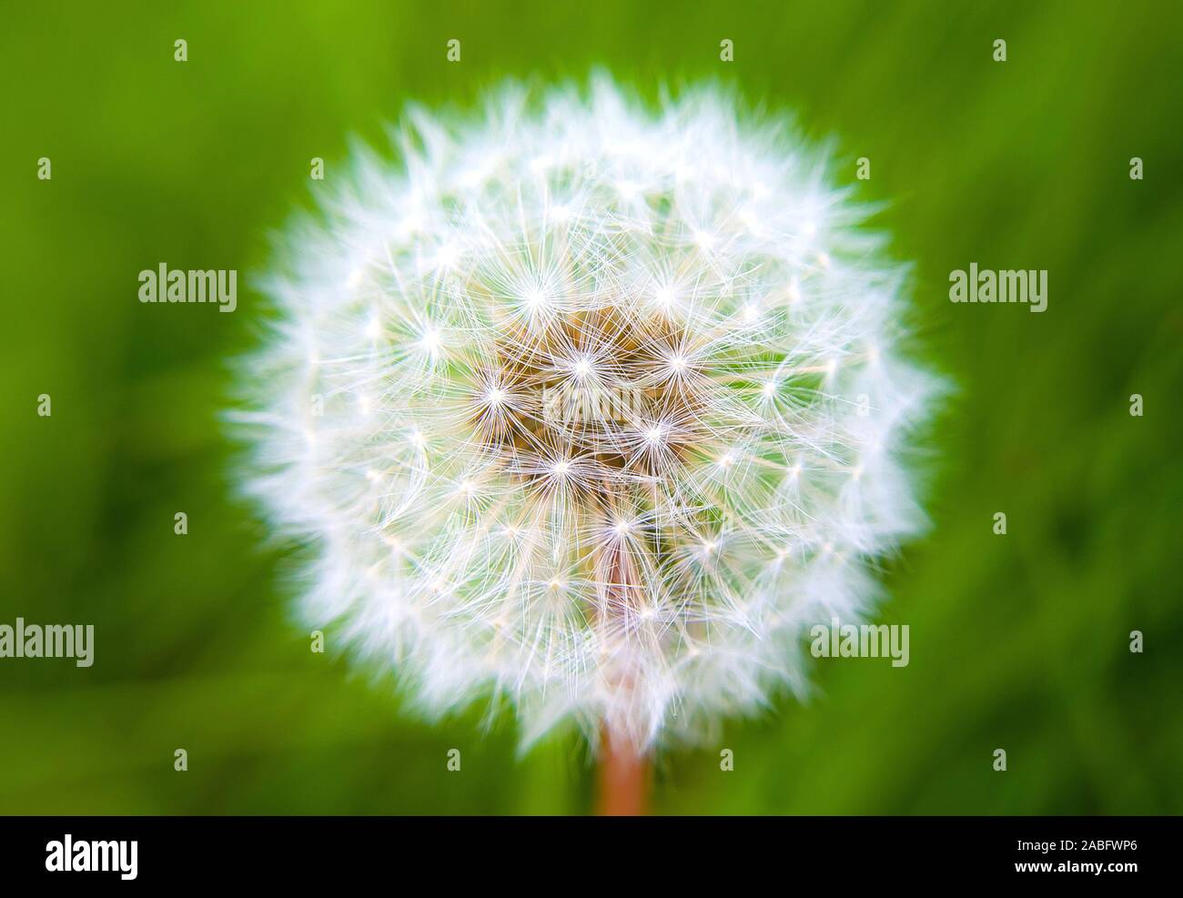 Dandelion wallpaper hi-res stock photography and images - Alamy