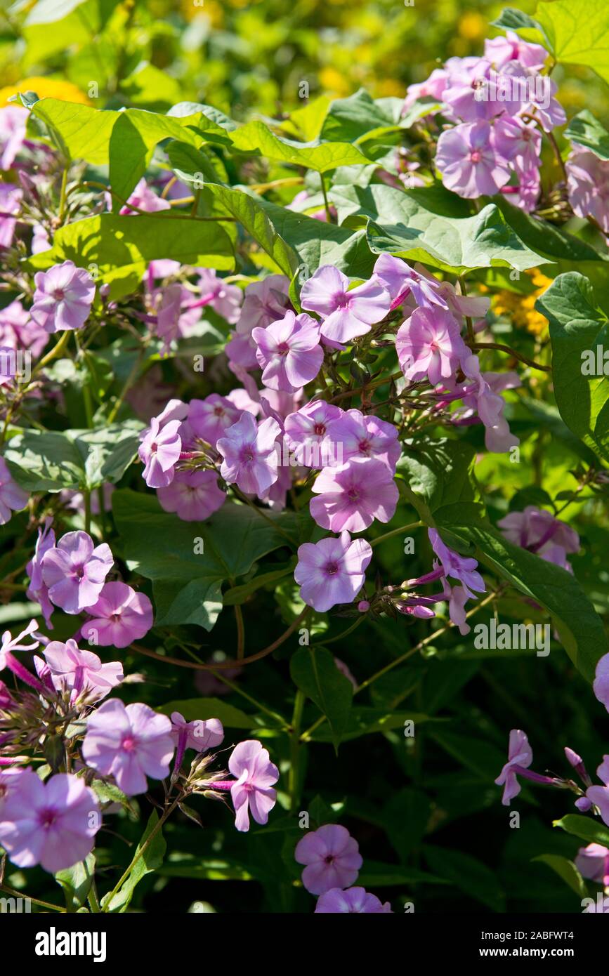 Small purple summer perennial flowers Stock Photo