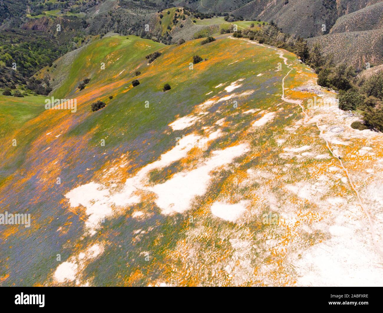 Aerial view of bright orange California Pobby (Eschscholzia) in the Los Padres National Forest, California, USA Stock Photo
