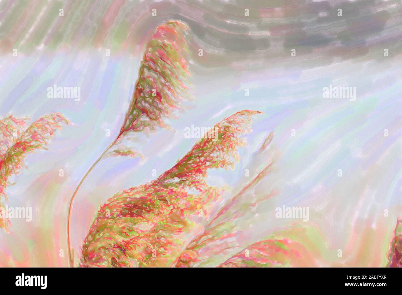 watercolor illustration Reed grass in bloom, scientific name Phragmites australis, deliberately