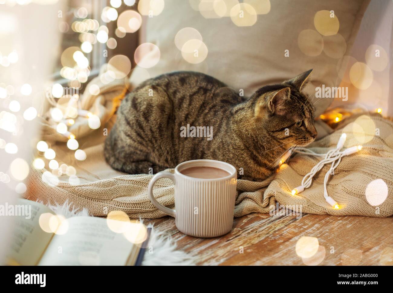 tabby cat lying on window sill with book at home Stock Photo - Alamy