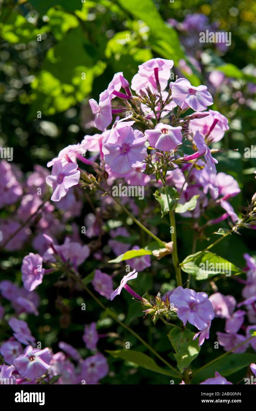 Small purple summer perennial flowers Stock Photo