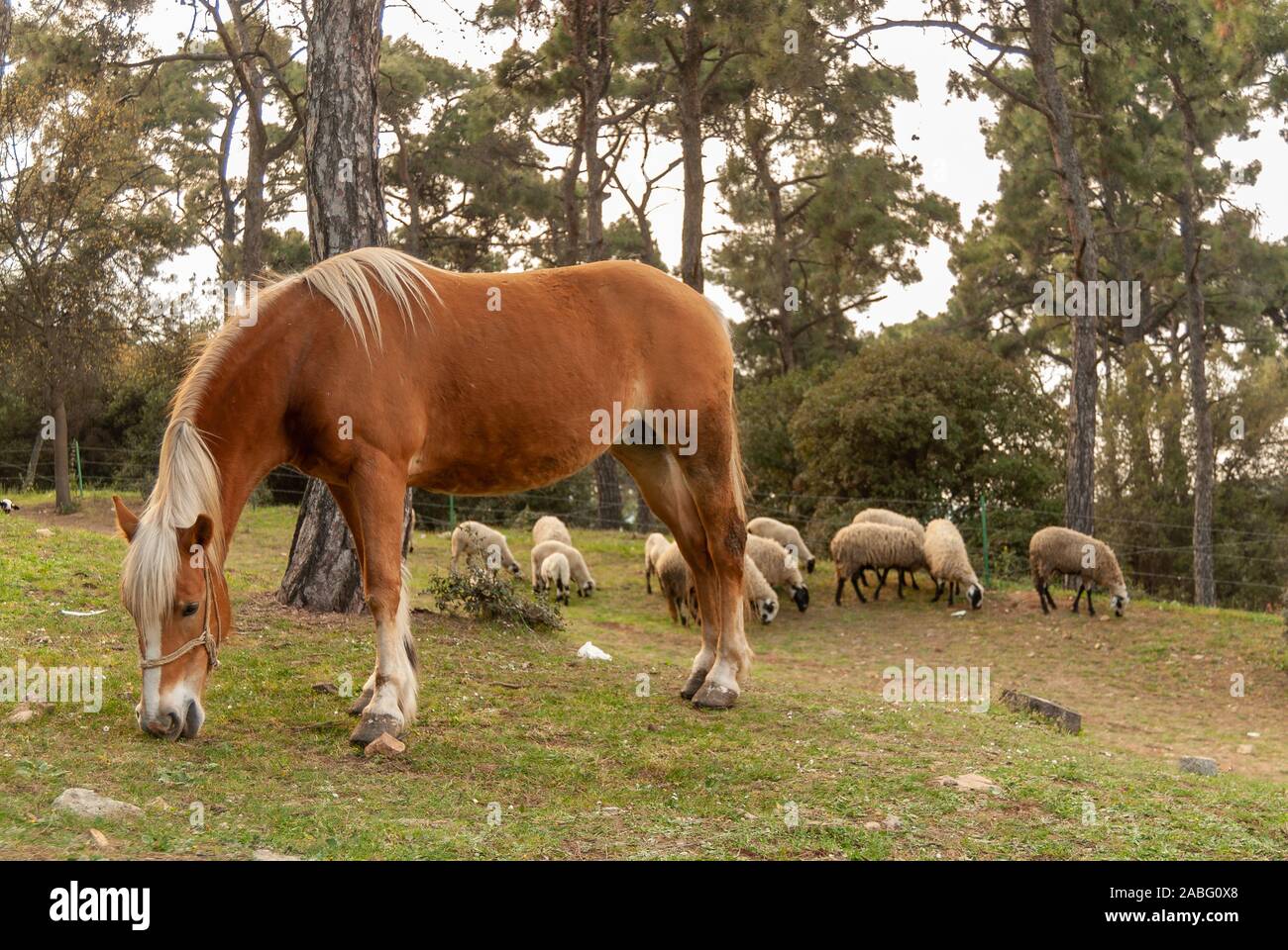 Horse grazing on Buyukada, one of the Princes' Islands, Istanbul, Turkey Stock Photo