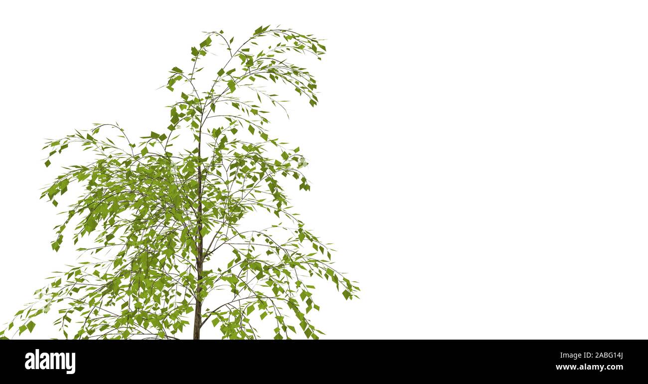 Tree isolated on white 3D Rendering Stock Photo - Alamy