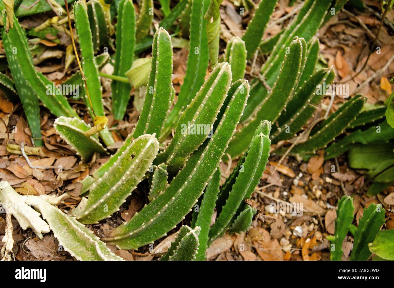 Small green cactus growing naturally at the Botanical Garden in Largo Florida Stock Photo