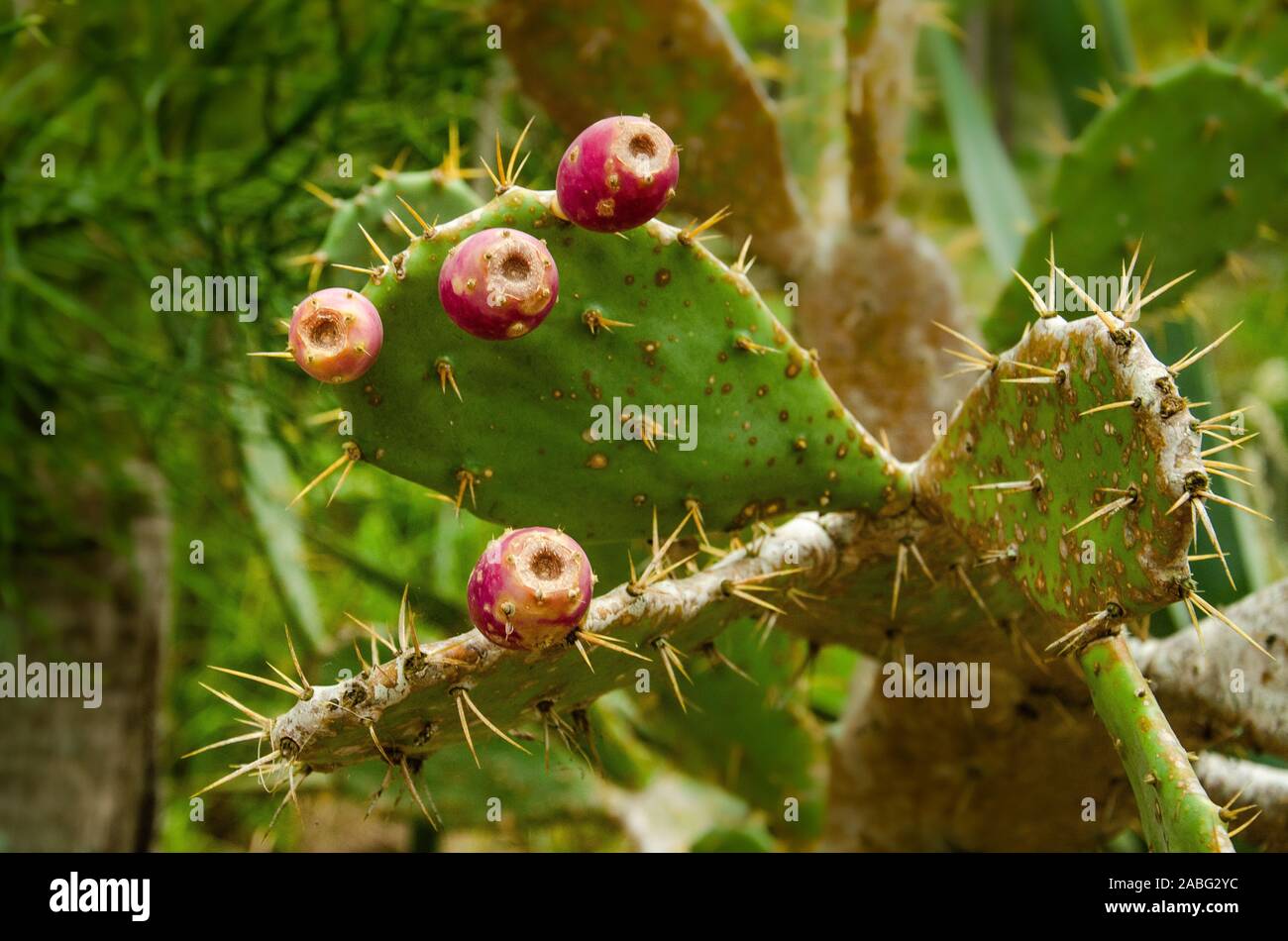 Prickly pear cactus at the Botanical Gardens in Largo Florida Stock Photo
