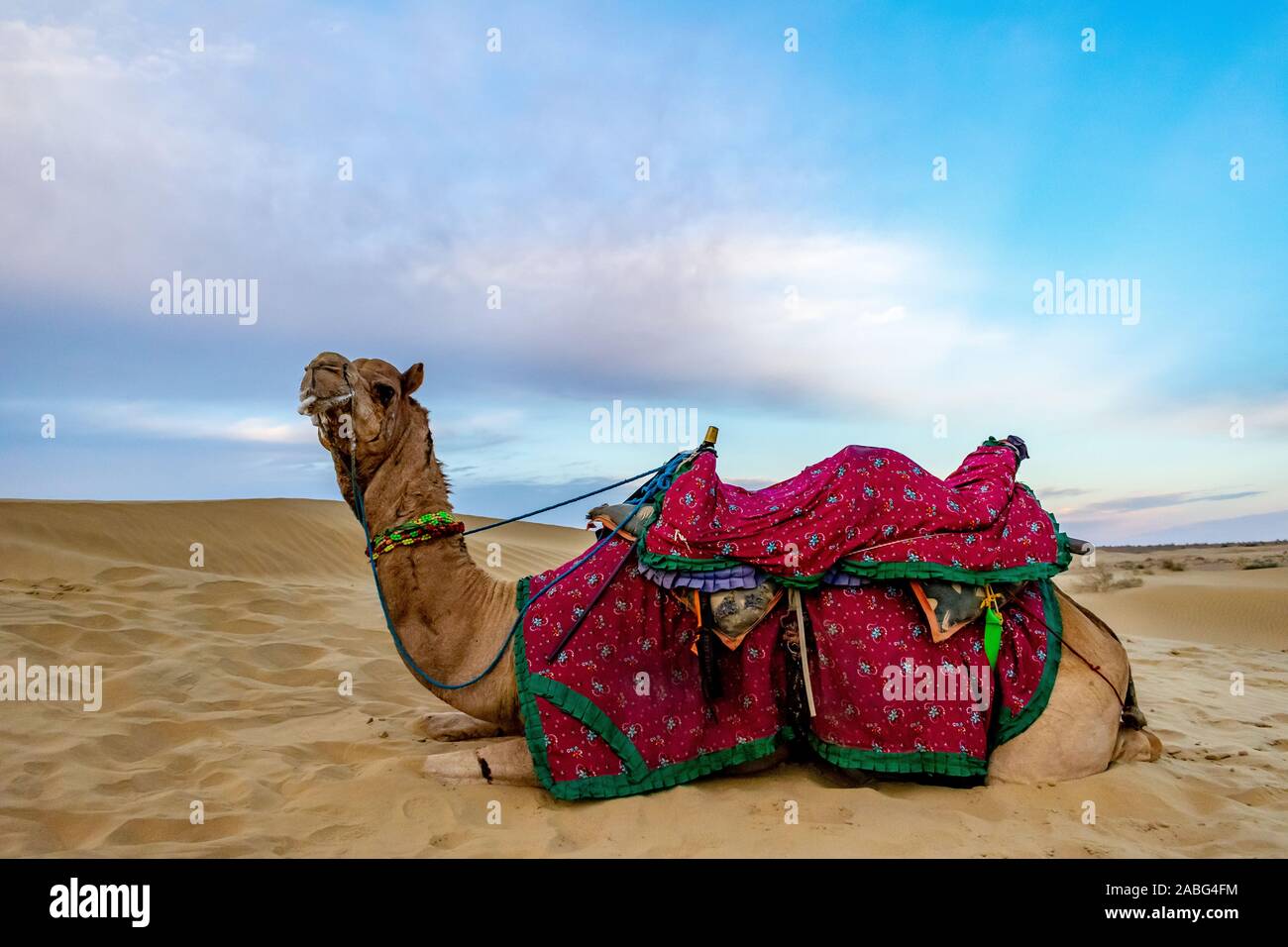 Wild camel thar desert hi-res stock photography and images - Alamy
