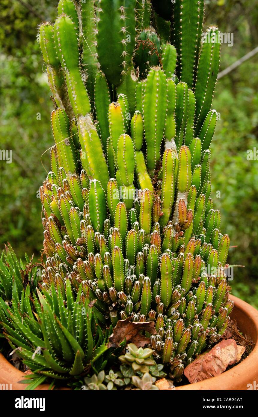Florida Cactus Stock Photo