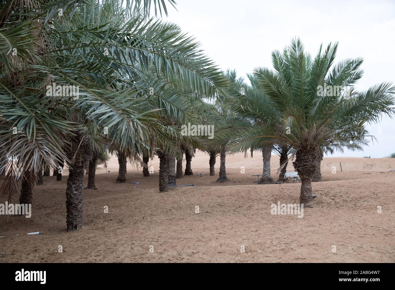 Palm Trees in The Sahara Desert, Dubai, UAE Stock Photo Alamy
