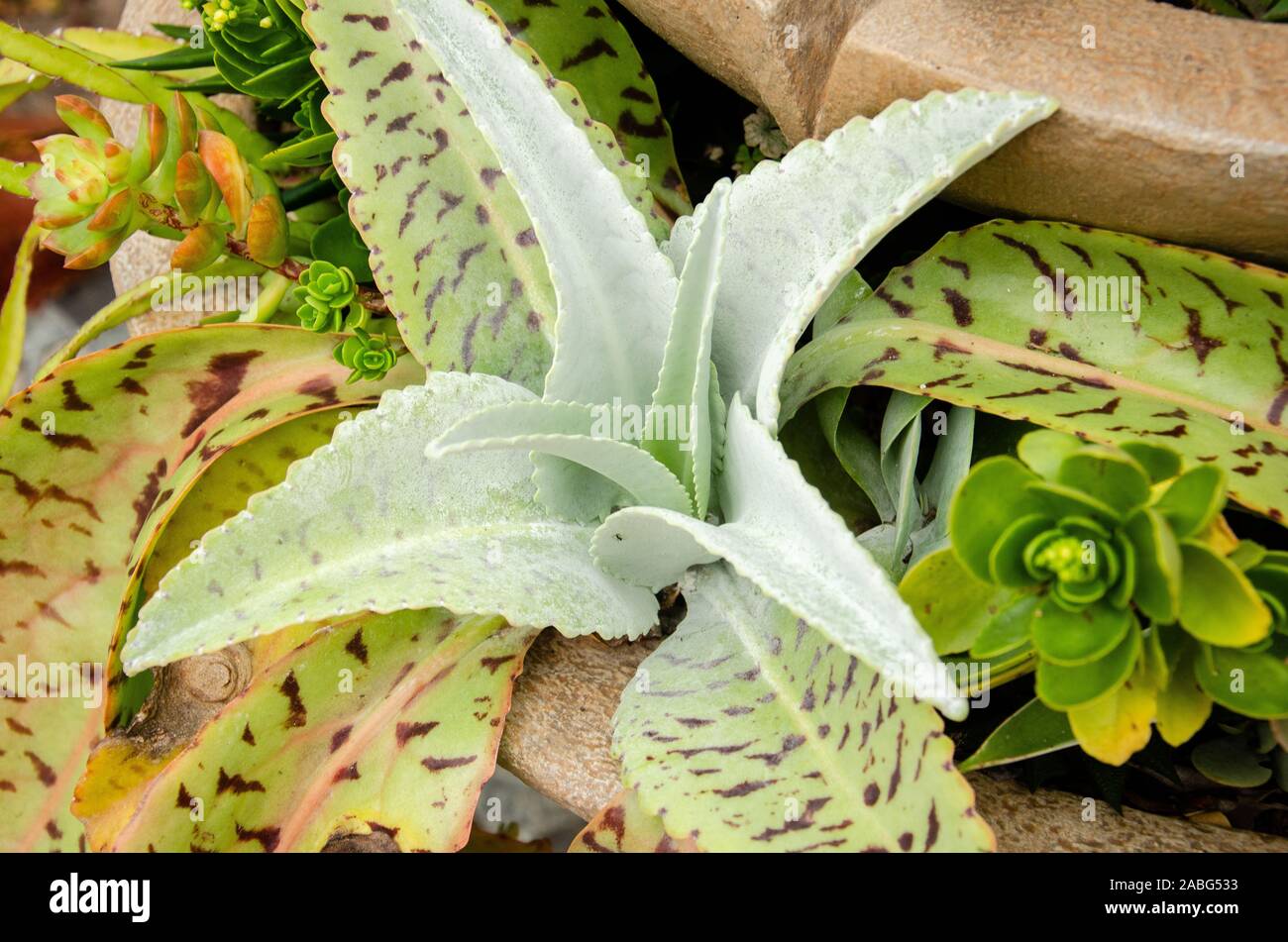 Green mix Succulent garden display at the Florida Botanical Garden in Largo  Stock Photo - Alamy