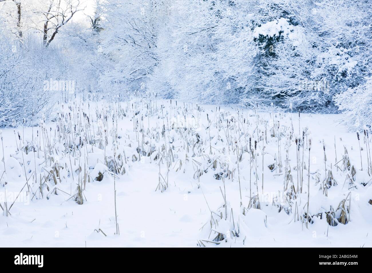 Zugefrorener Teich mit Rohrkolben, Winter, Schnee, Eis, Winterlandschaft, Winterstimmung, winterlich, eisig, kalt, snow Stock Photo