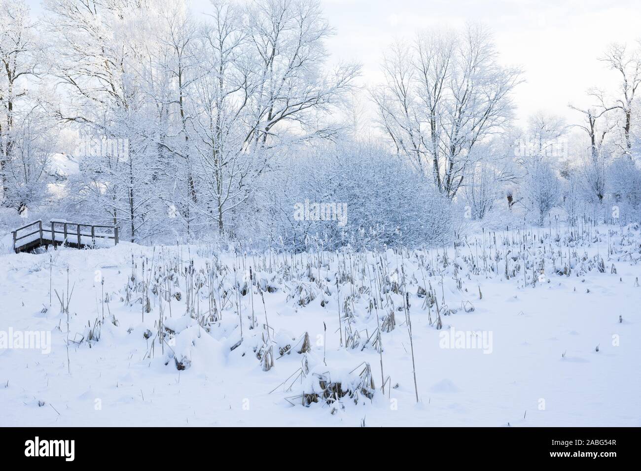 Zugefrorener Teich mit Rohrkolben, Winter, Schnee, Eis, Winterlandschaft, Winterstimmung, winterlich, eisig, kalt, snow Stock Photo
