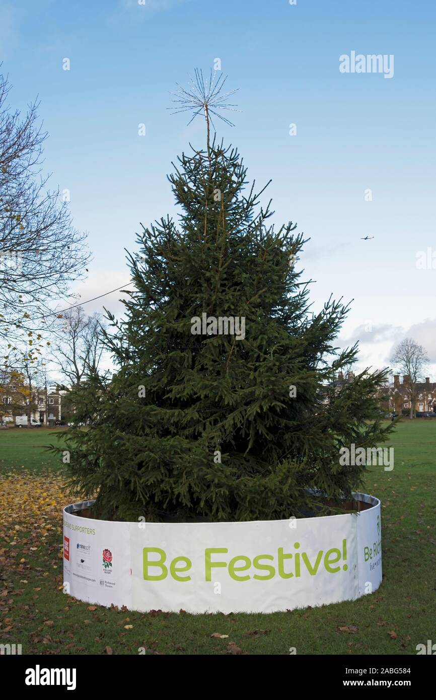 christmas tree on richmond green, richmond, surrey, england, bordered