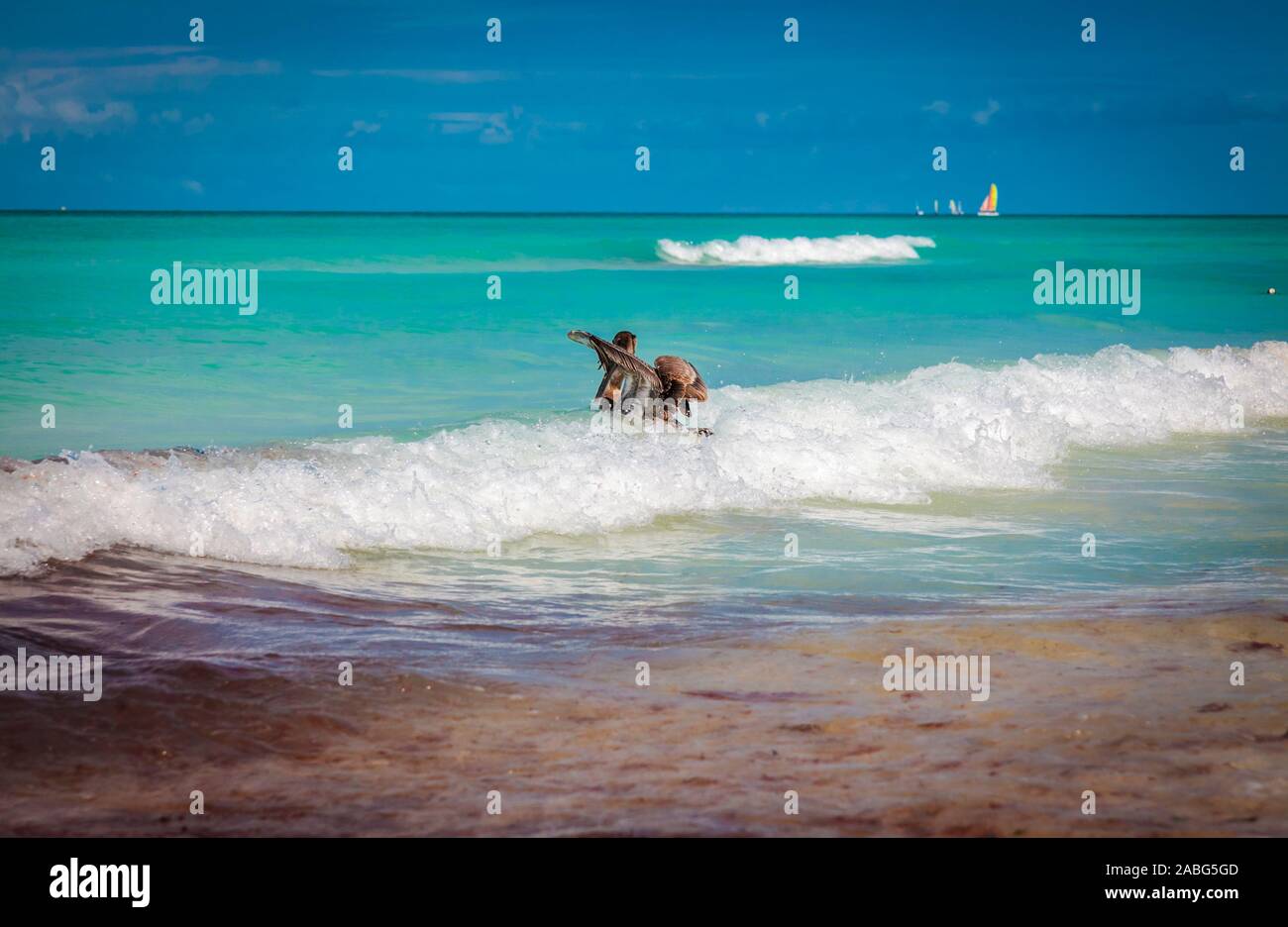 Beautiful turquoise seascape with brown pelican riding the waves in the foreground at Varadero, Cuba Stock Photo